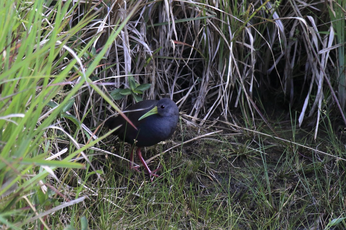Blackish Rail - ML643630604