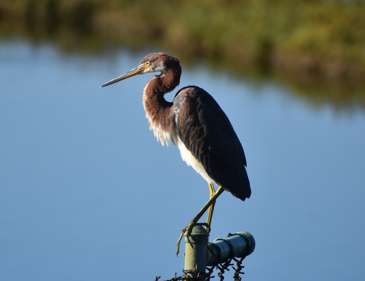 Tricolored Heron - ML643630616