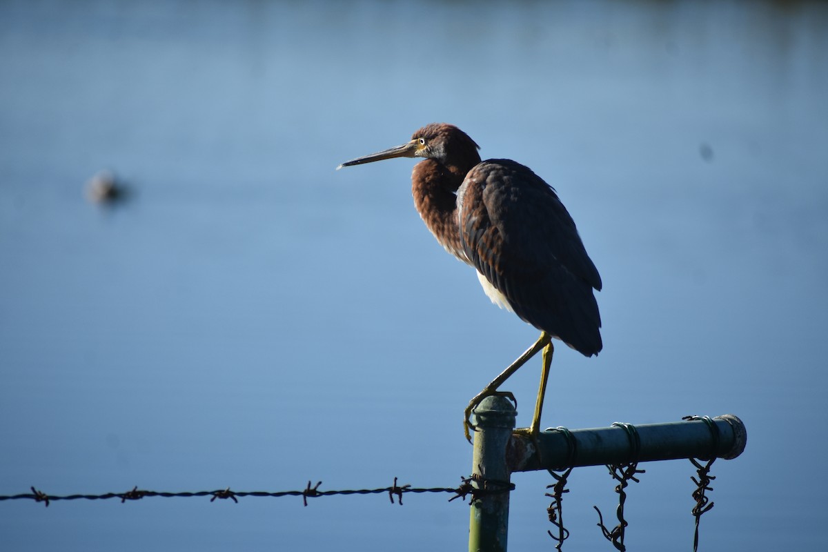 Tricolored Heron - ML643630637