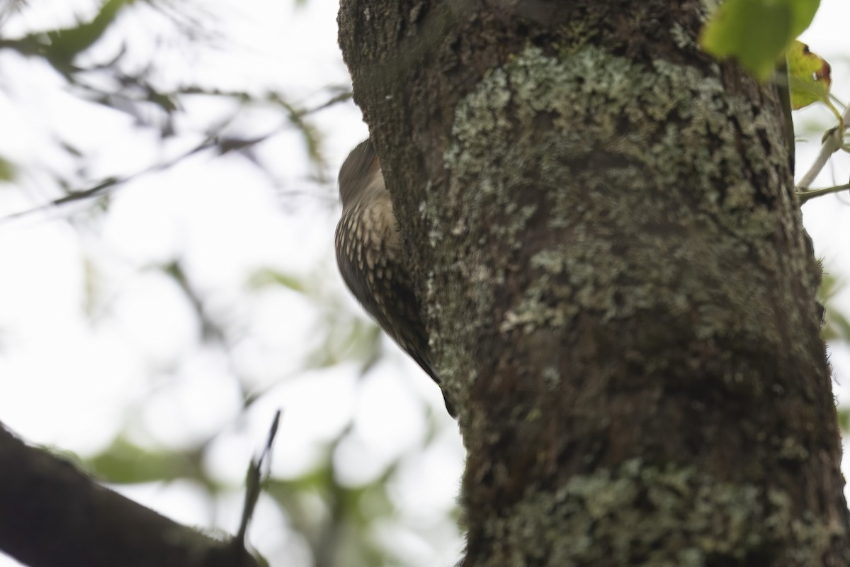 Red-browed Treecreeper - ML643630638
