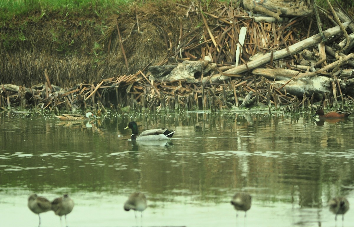 Germano reale - ML643630645