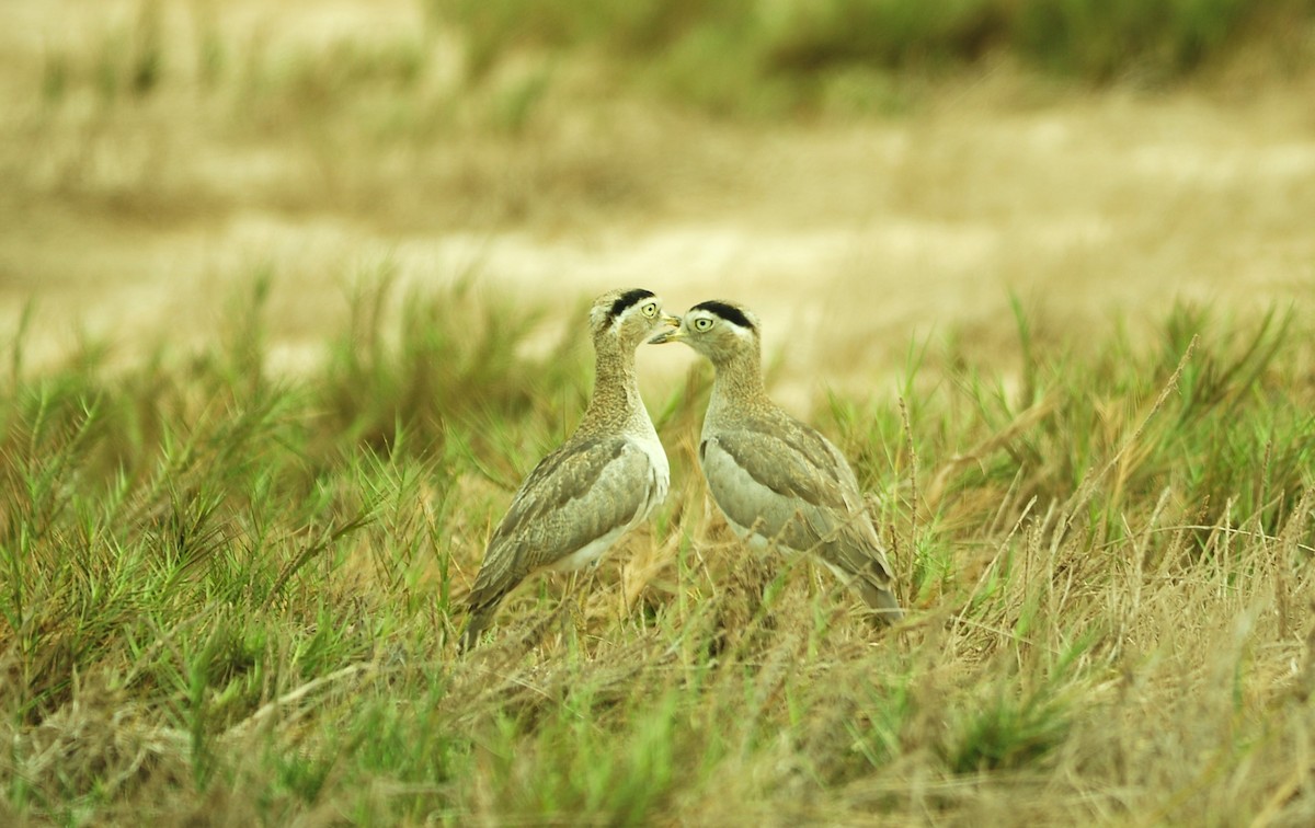 Peruvian Thick-knee - ML643630671