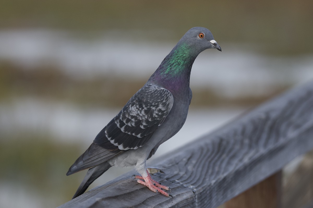 Rock Pigeon (Feral Pigeon) - ML643630672