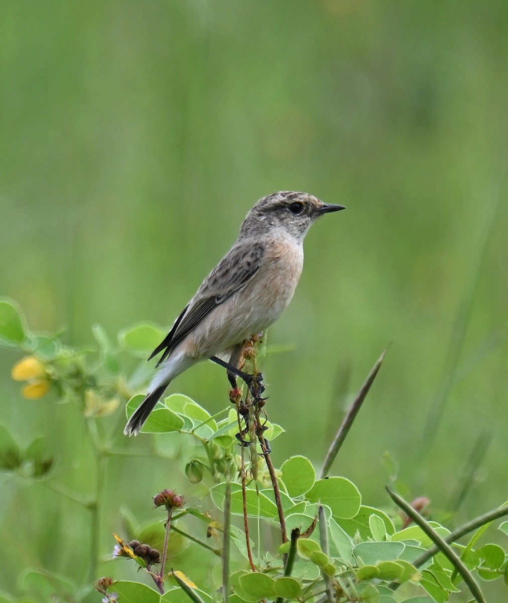 Siberian Stonechat - ML643630673