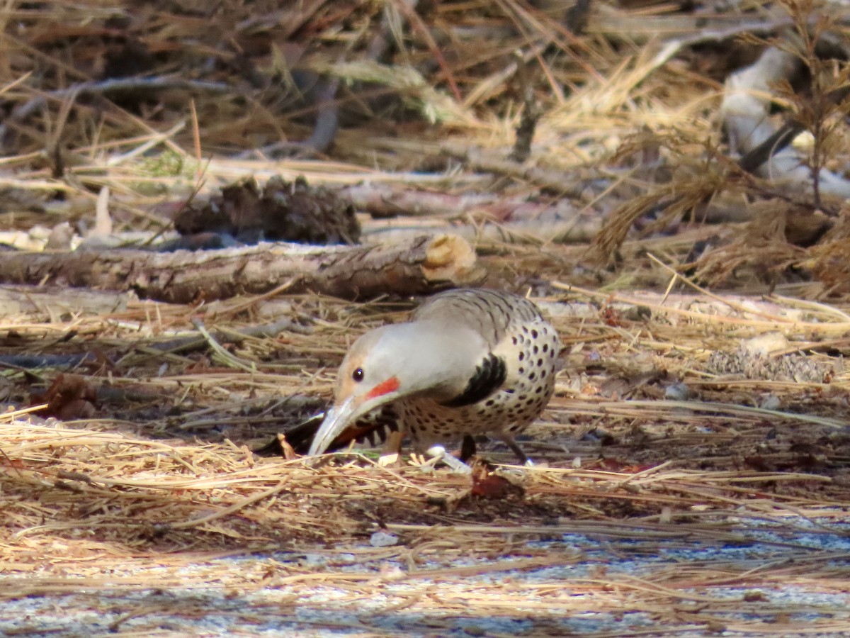 Northern Flicker - ML643630674
