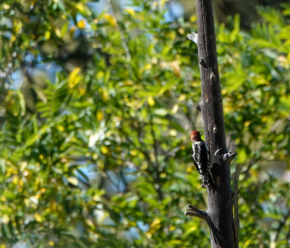 Red-breasted Sapsucker - ML643630675