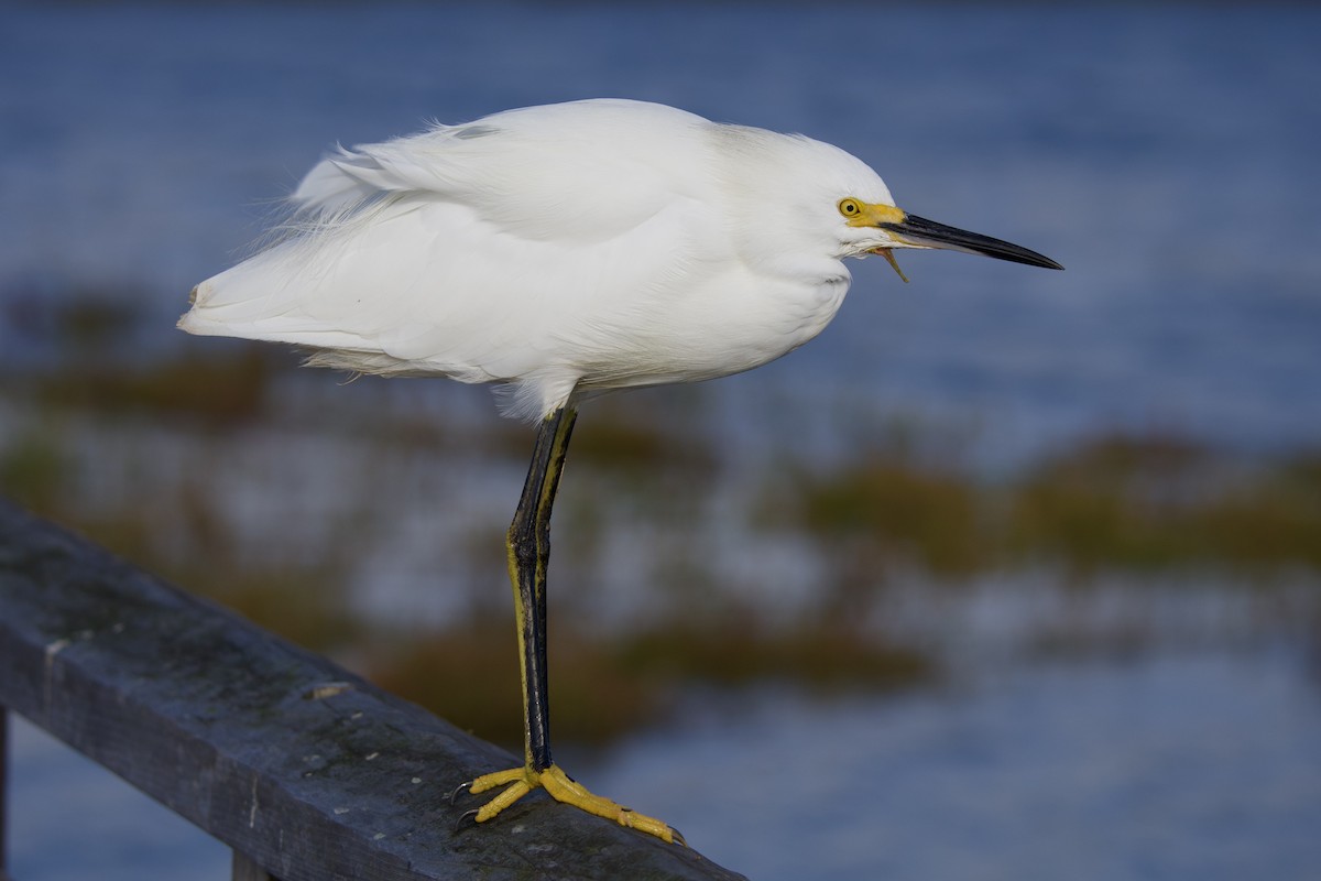 Snowy Egret - ML643630676
