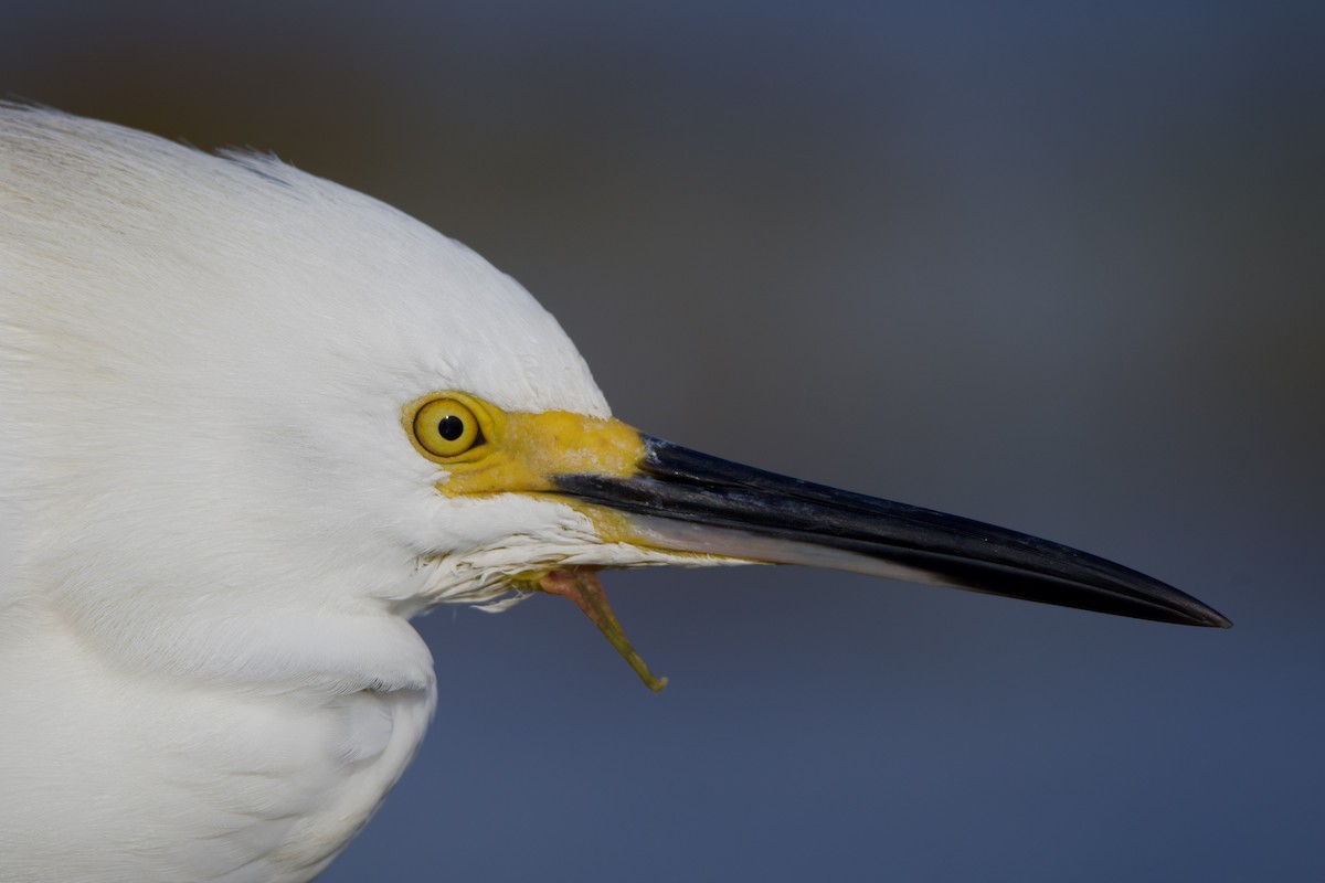 Snowy Egret - ML643630677