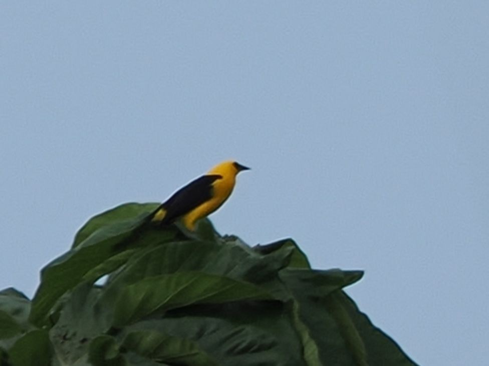 Oriole Blackbird - ML643630679