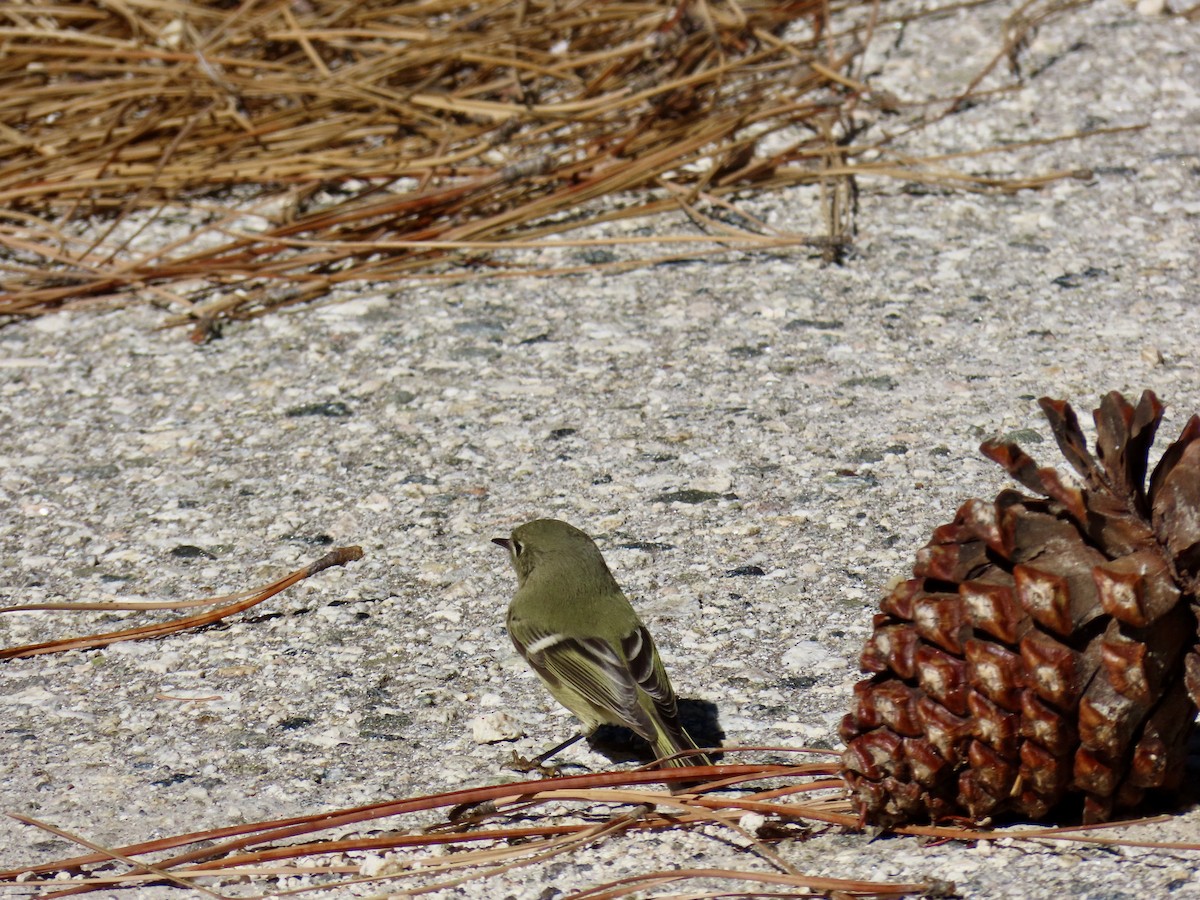 Ruby-crowned Kinglet - ML643630680