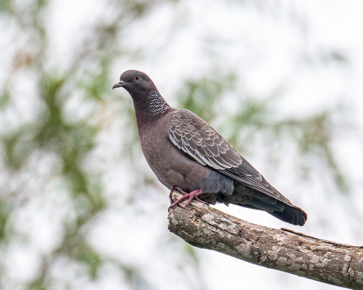 Picazuro Pigeon - ML643630681