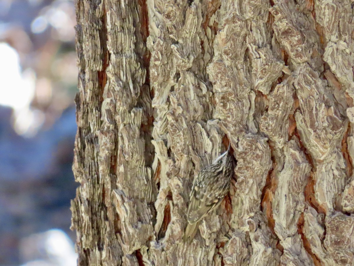 Brown Creeper - ML643630682
