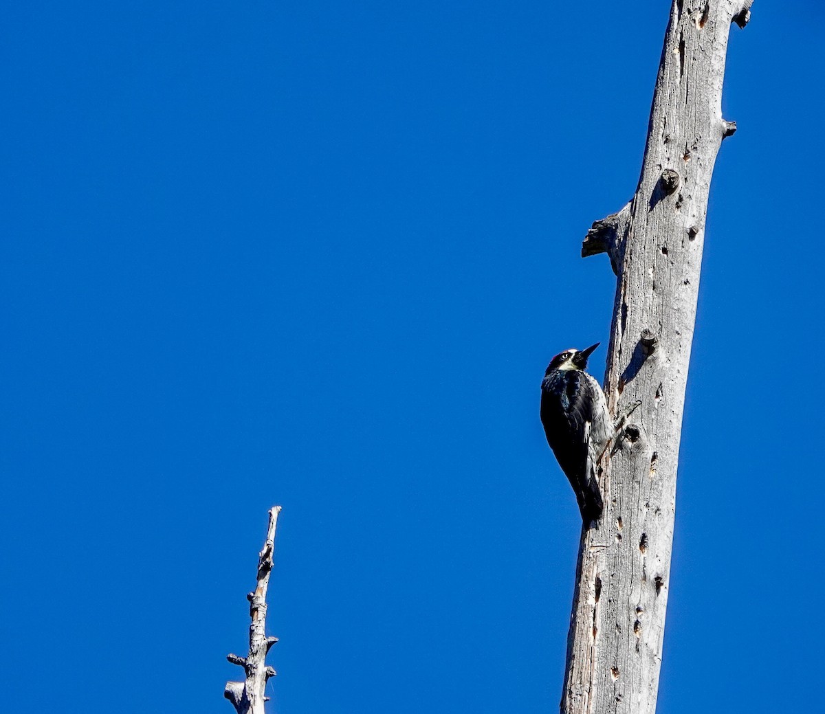 Acorn Woodpecker - ML643630683