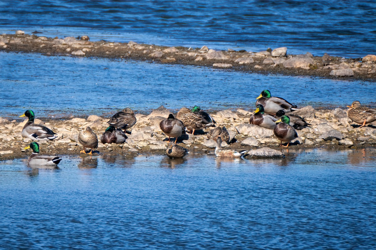 Mallard - ML643630684