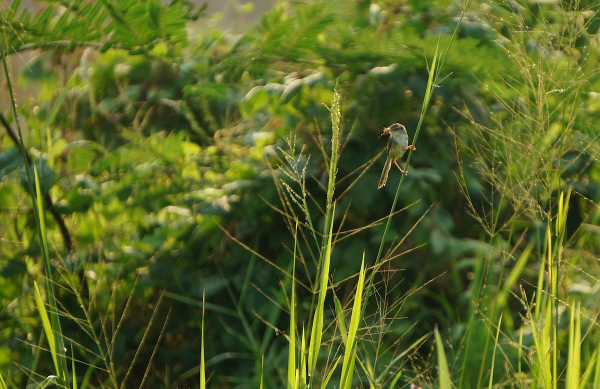 Plain Prinia - ML643630685