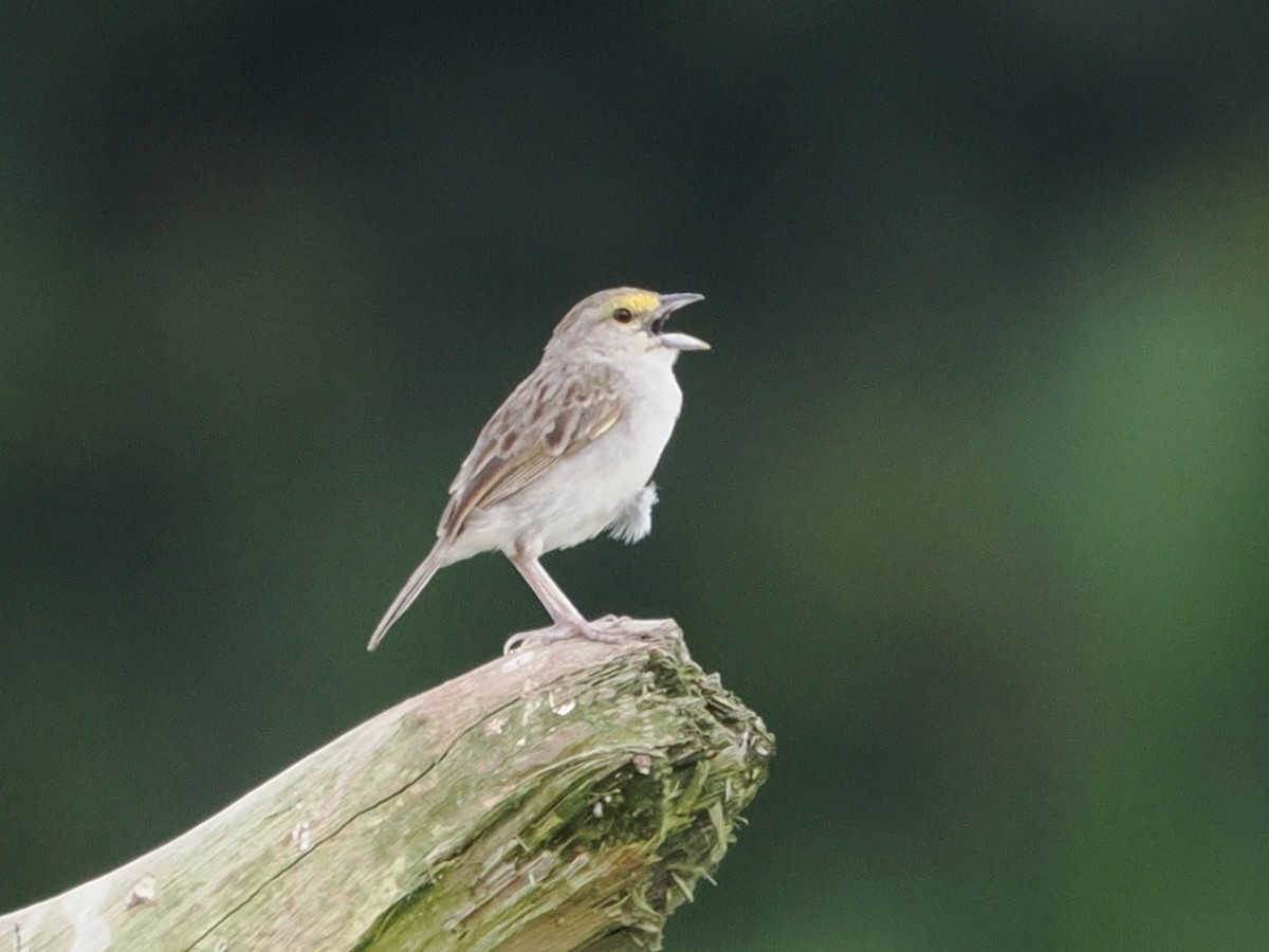 Yellow-browed Sparrow - ML643630686