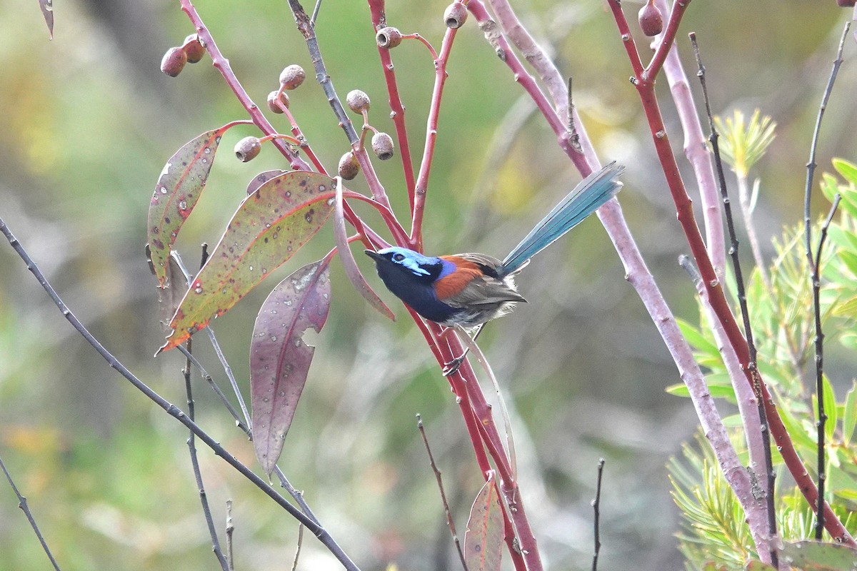 Blue-breasted Fairywren - ML643630687