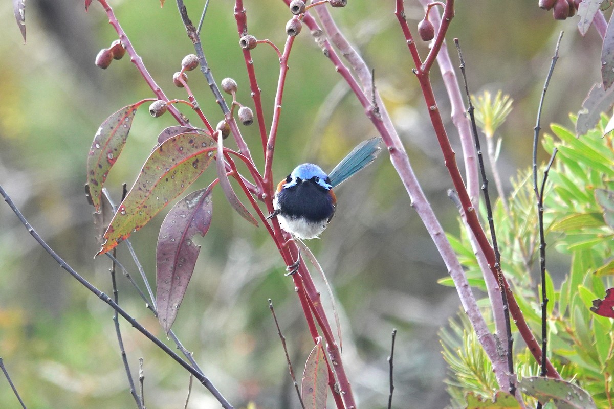 Blue-breasted Fairywren - ML643630688
