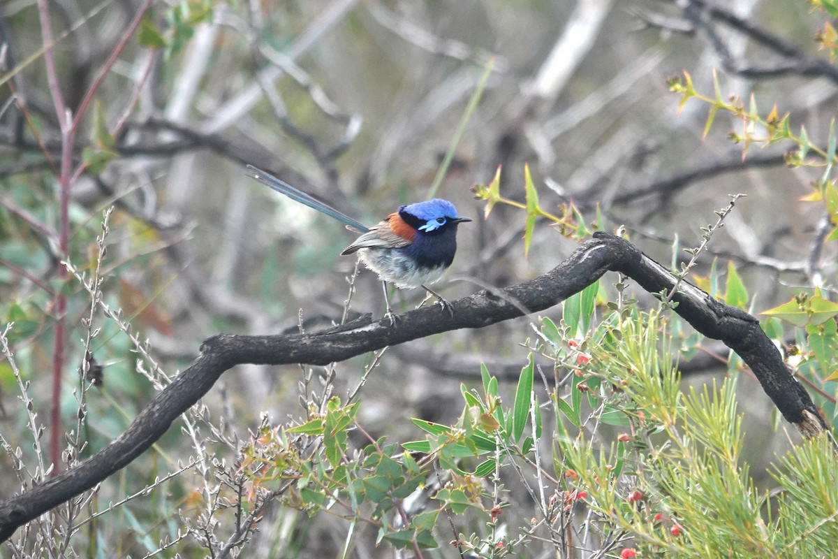 Blue-breasted Fairywren - ML643630689