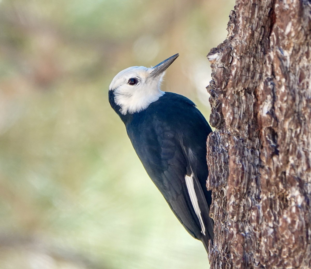 White-headed Woodpecker - ML643630690