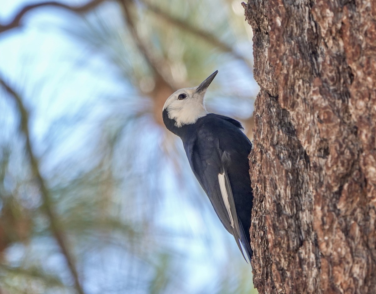 White-headed Woodpecker - ML643630692