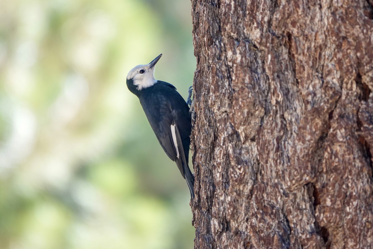 White-headed Woodpecker - ML643630693