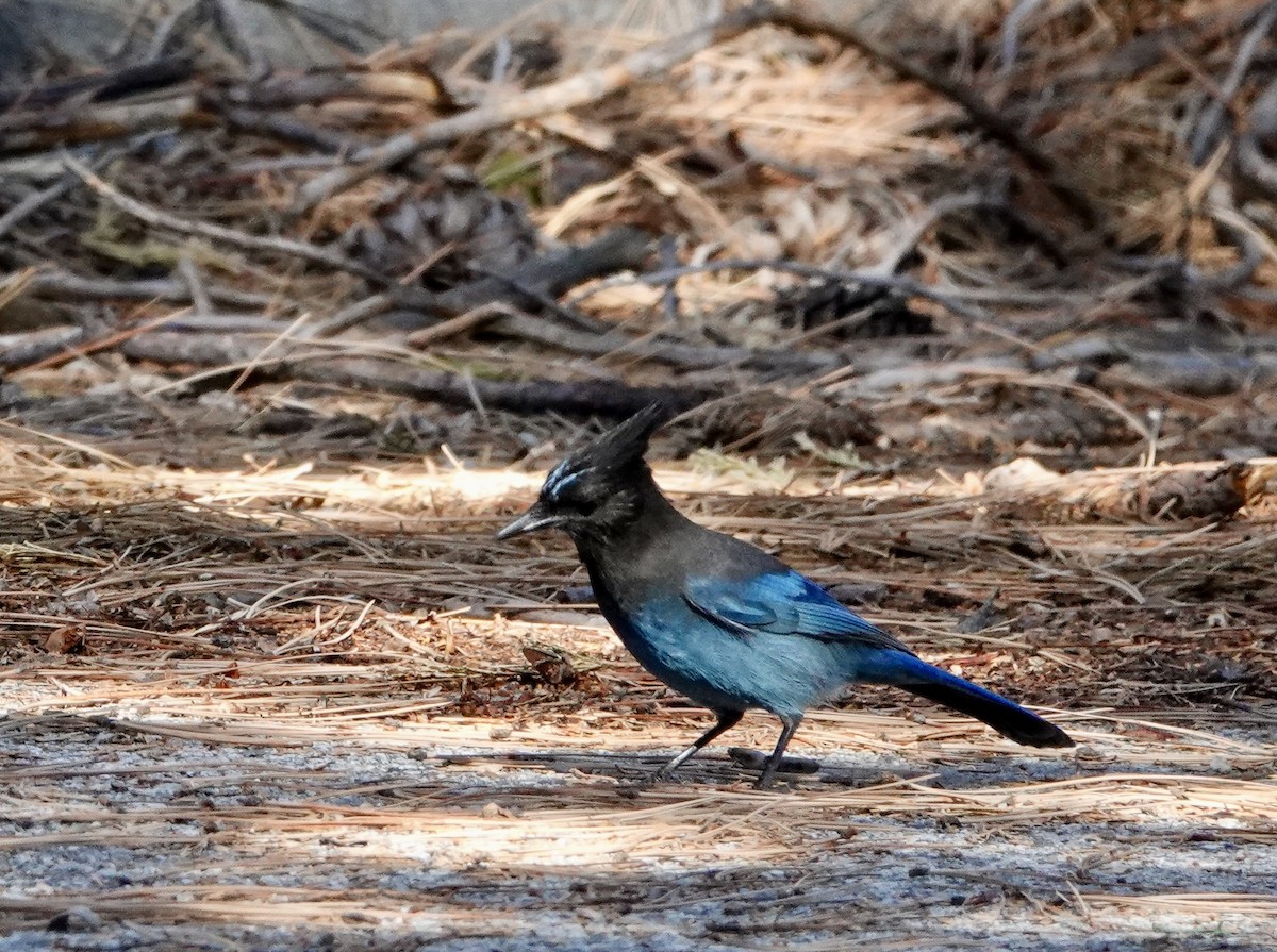Steller's Jay - ML643630695