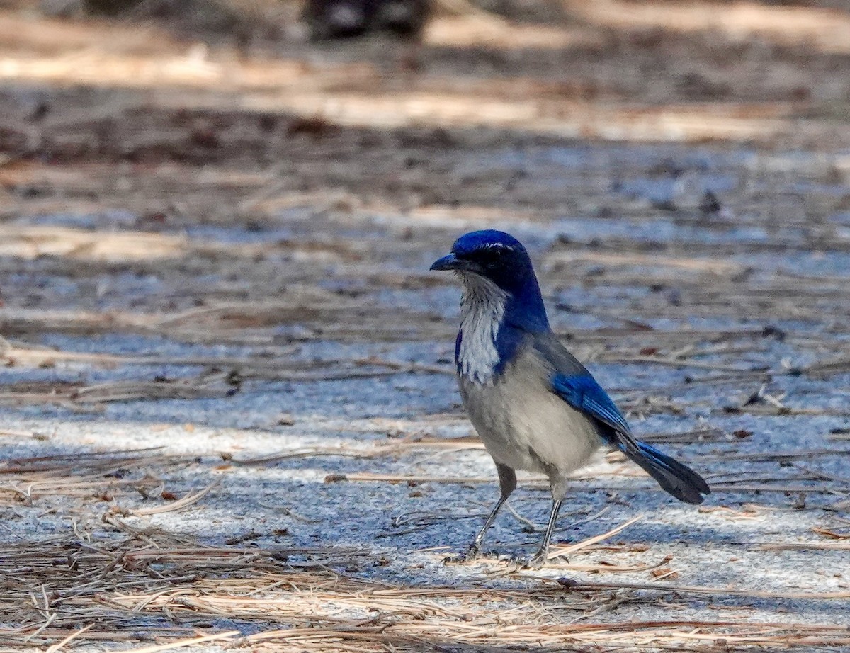 California Scrub-Jay - ML643630696