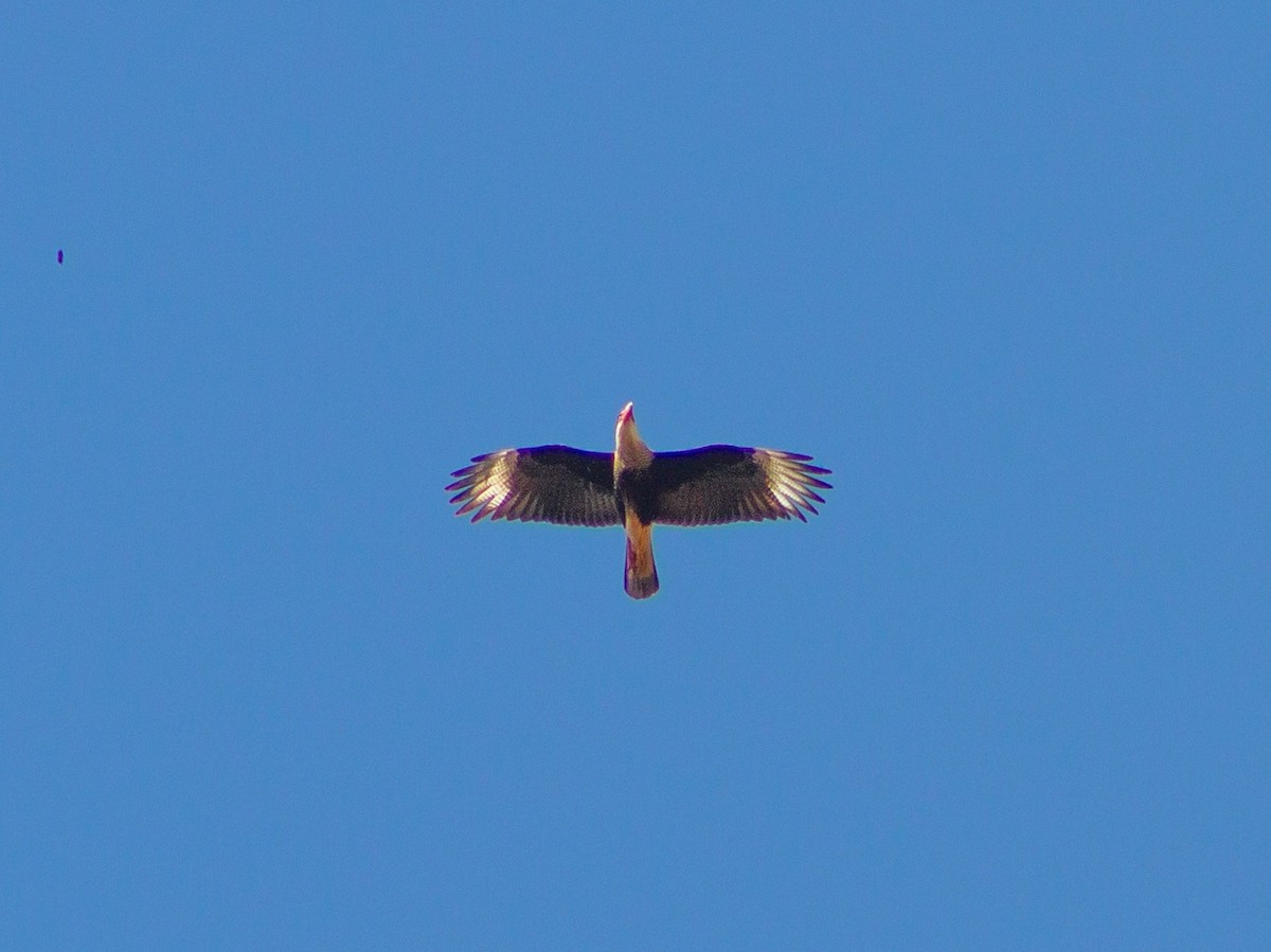 Crested Caracara - ML643630697