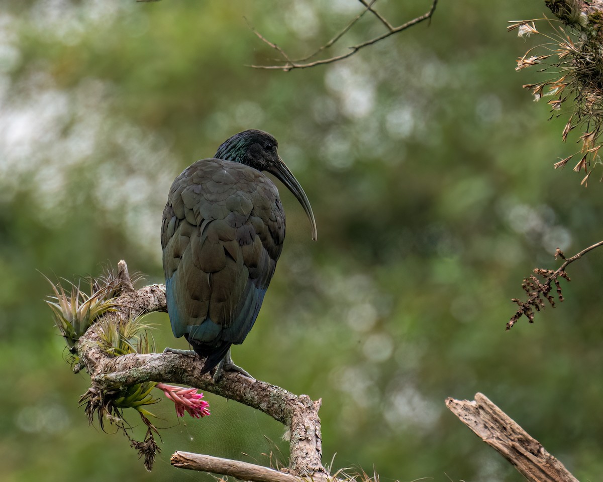Green Ibis - ML643630698