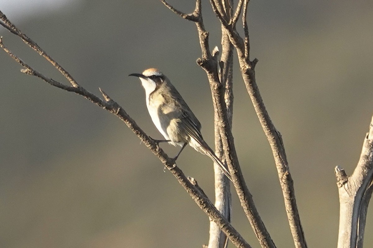 Tawny-crowned Honeyeater - ML643630699