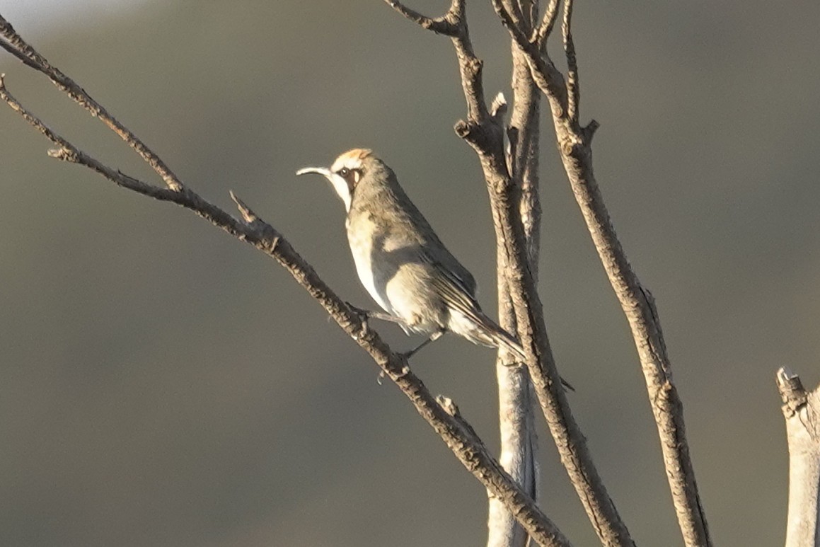 Tawny-crowned Honeyeater - ML643630700