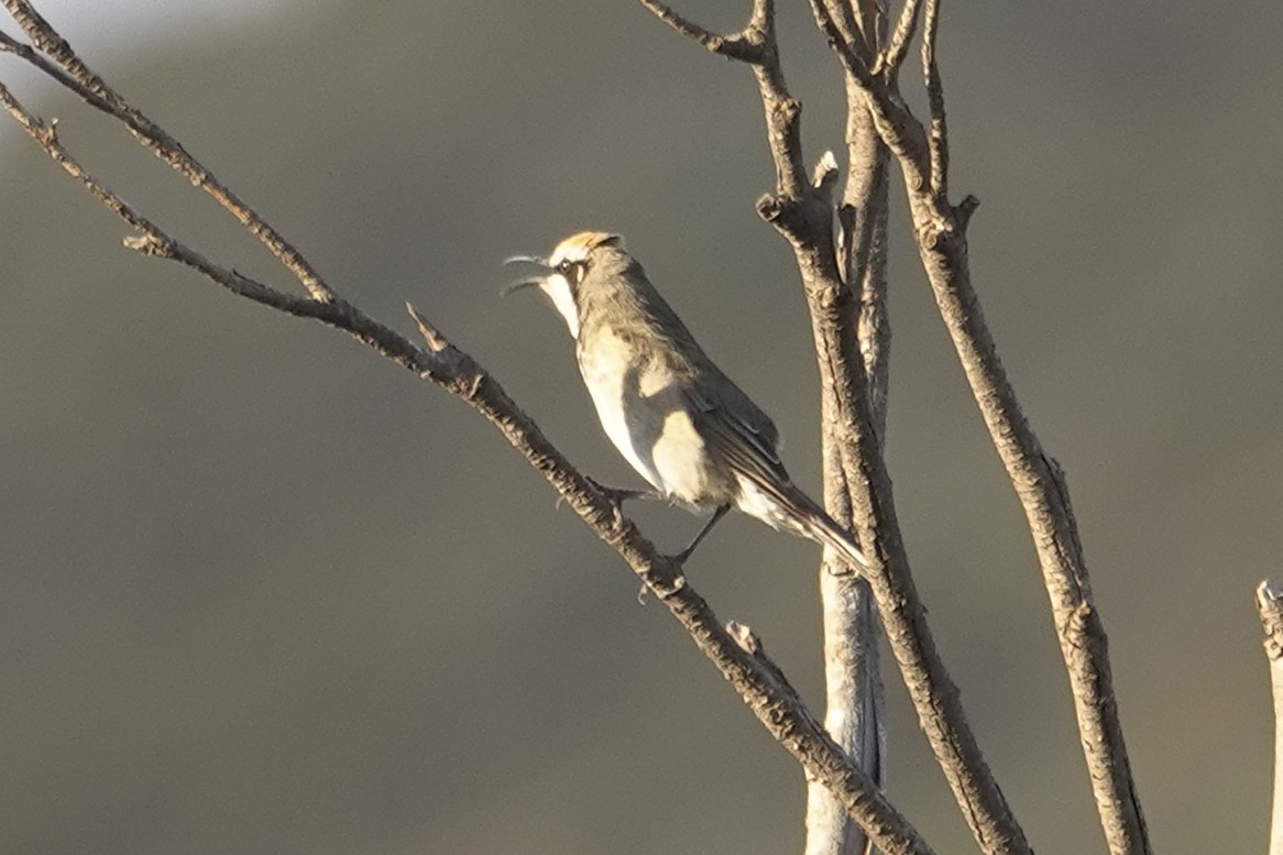 Tawny-crowned Honeyeater - ML643630701