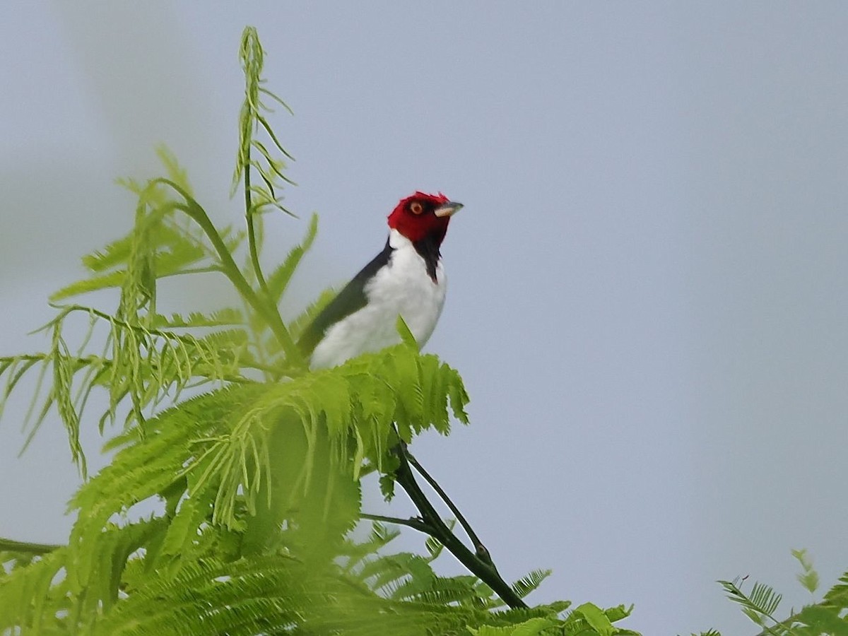 Red-capped Cardinal - ML643630702