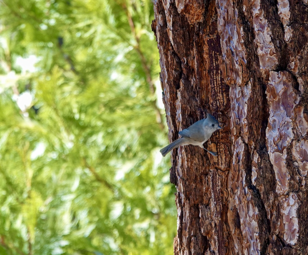 Oak Titmouse - ML643630703