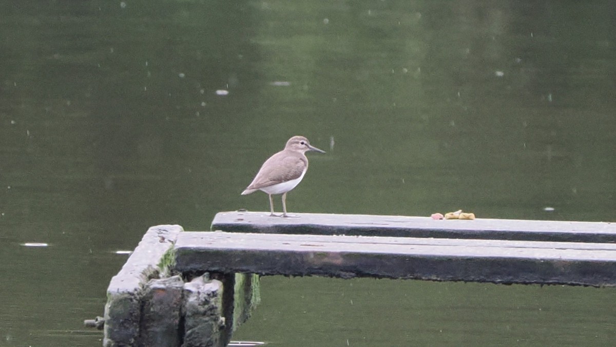 Common Sandpiper - ML643630709