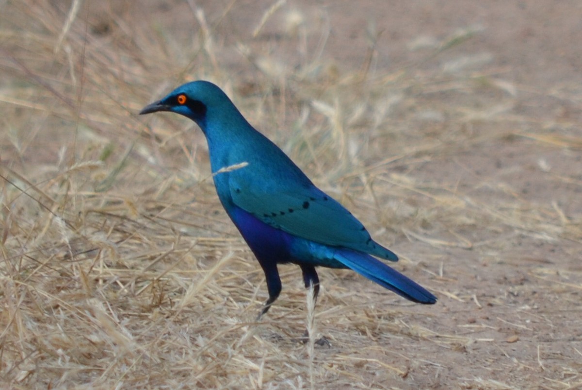 Greater Blue-eared Starling - ML64363071