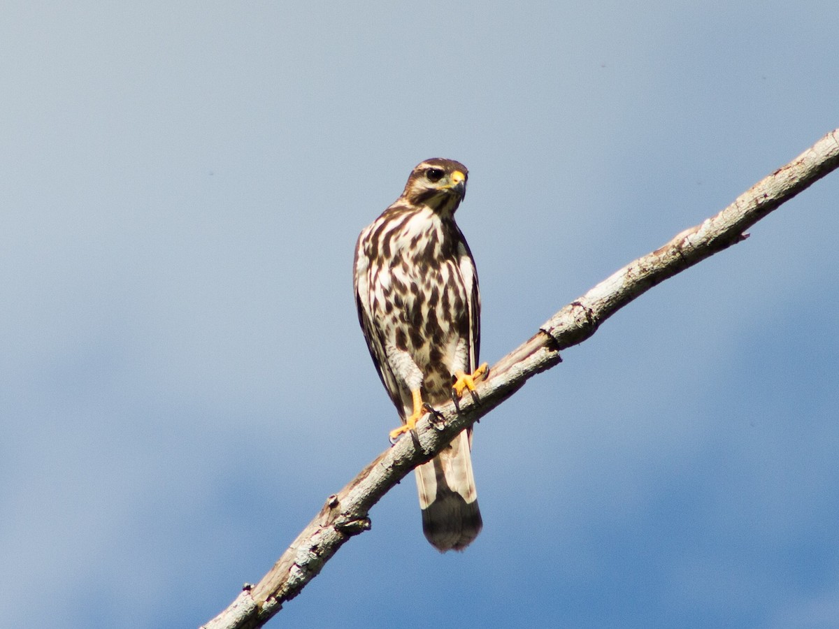 Gray Hawk - ML643630714