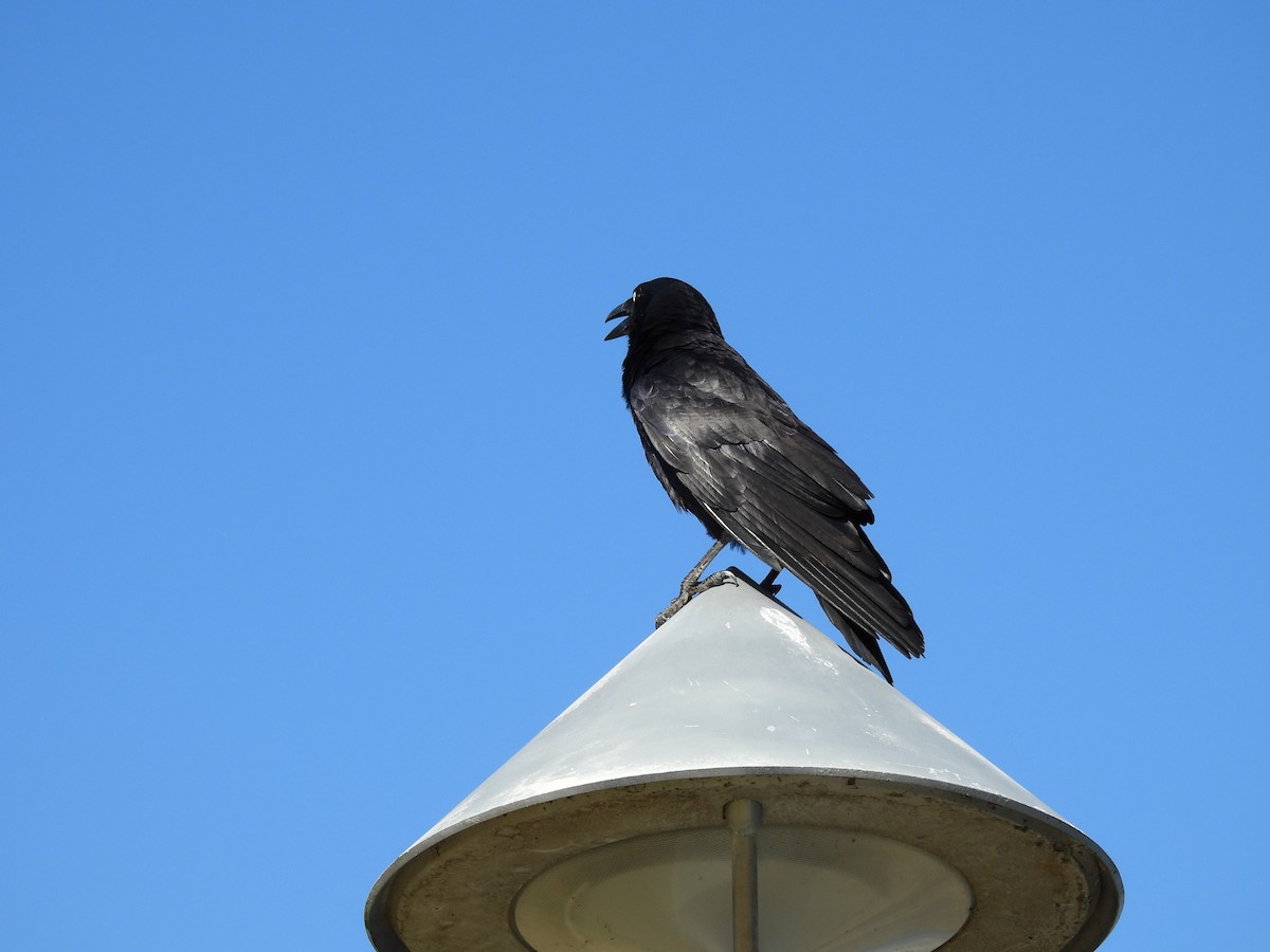 Corbeau de Tasmanie - ML643630731