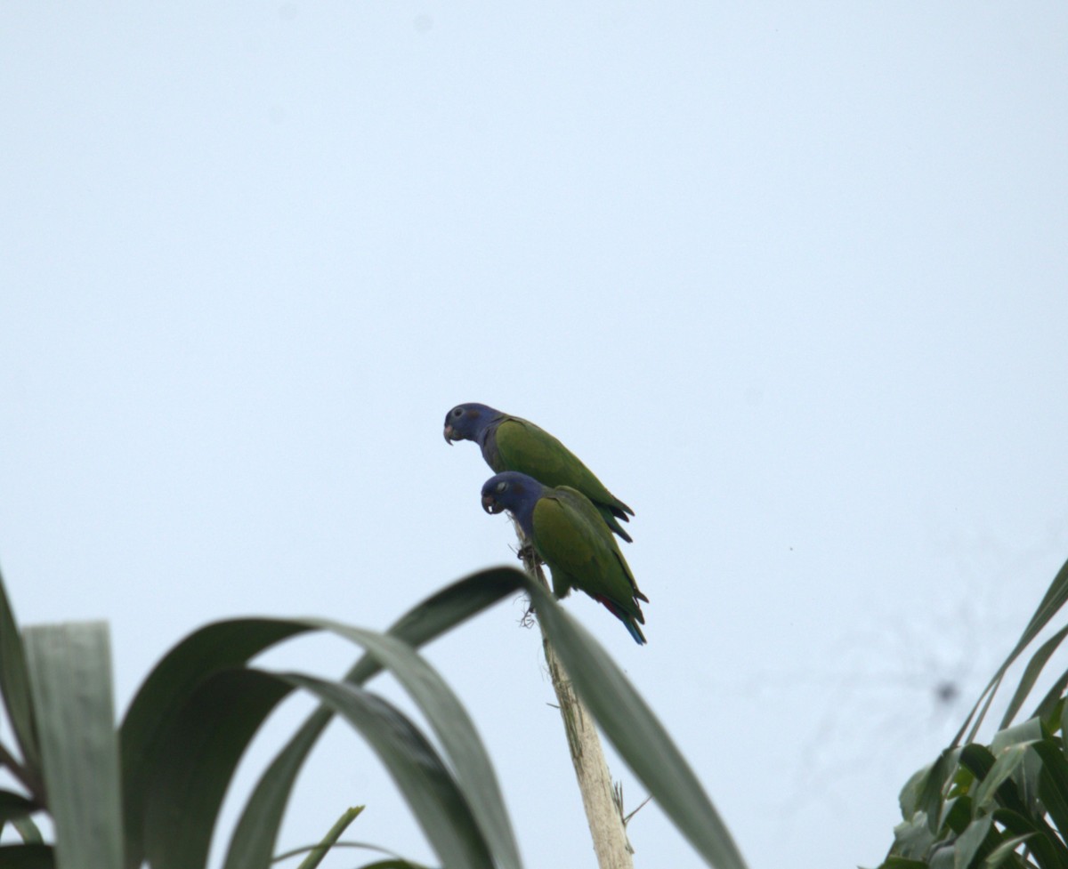 Blue-headed Parrot - ML643630743