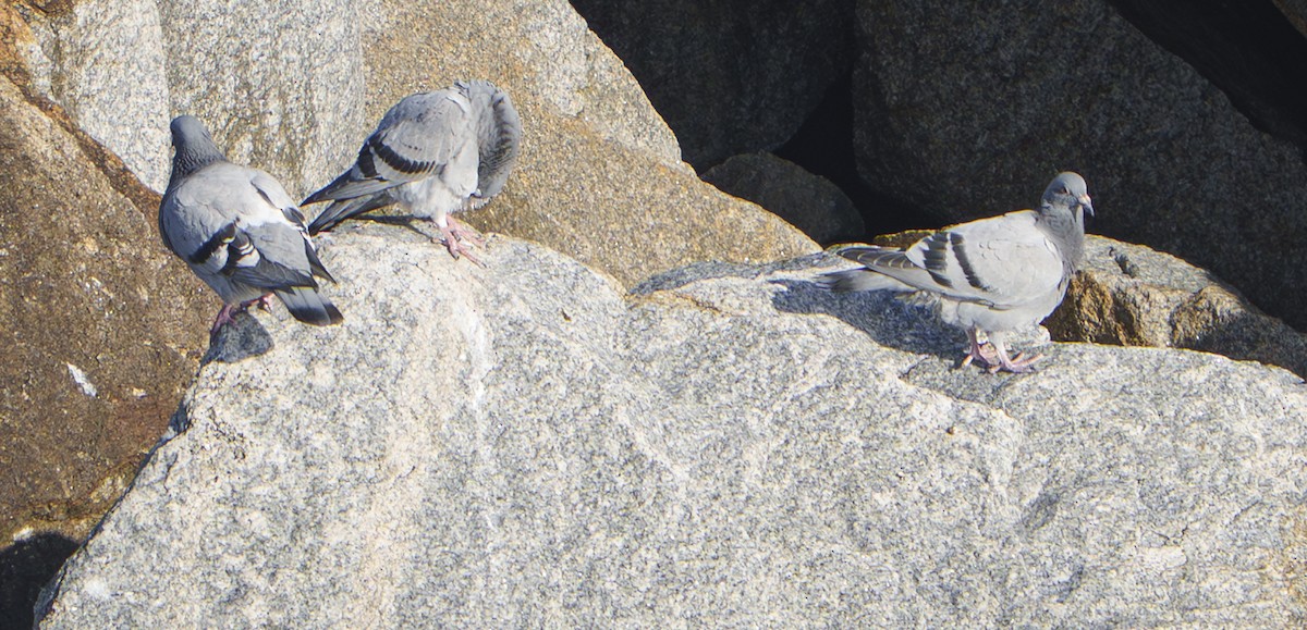 Rock Pigeon (Feral Pigeon) - ML643630759