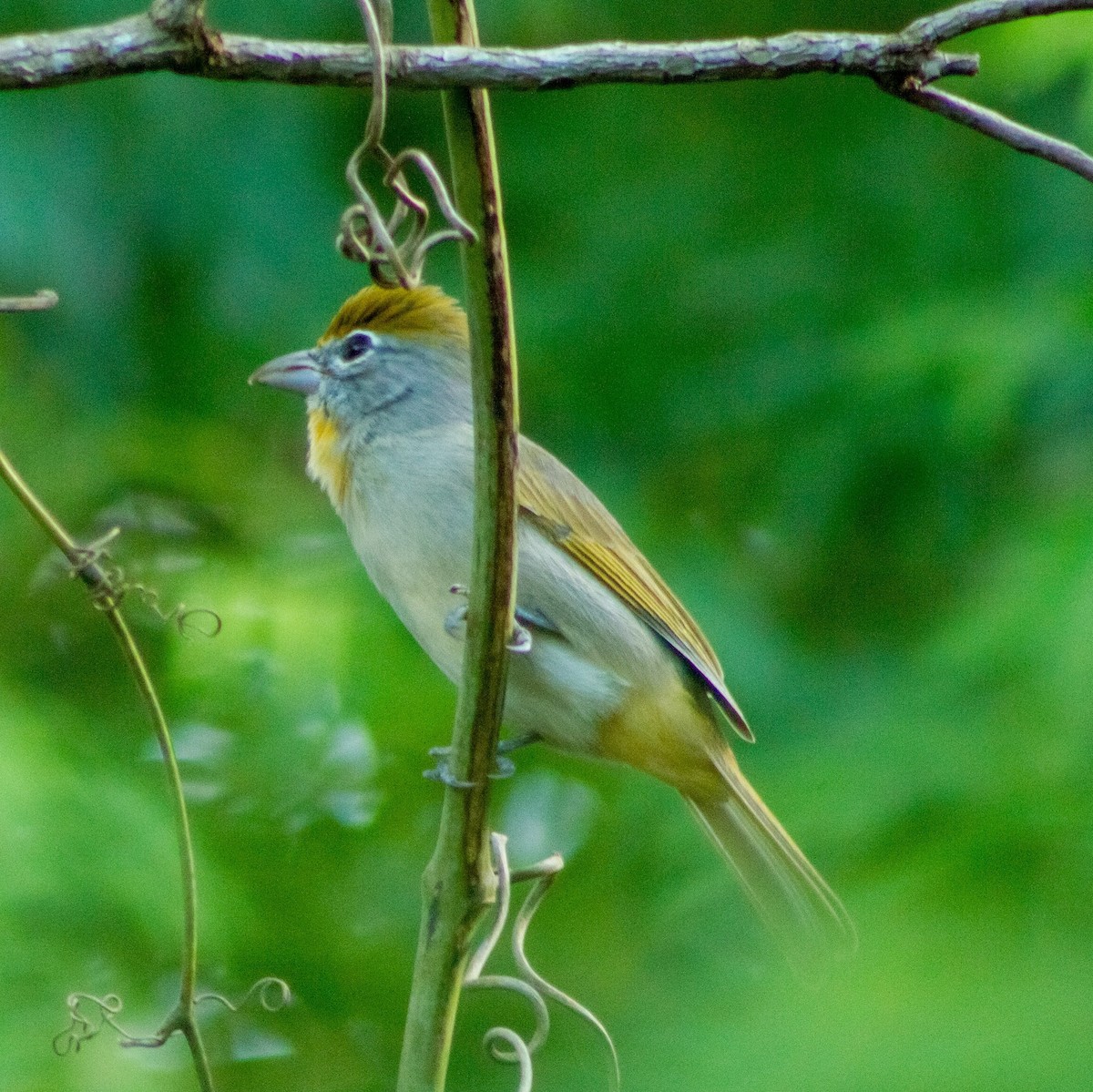 Rose-throated Tanager - ML643630764