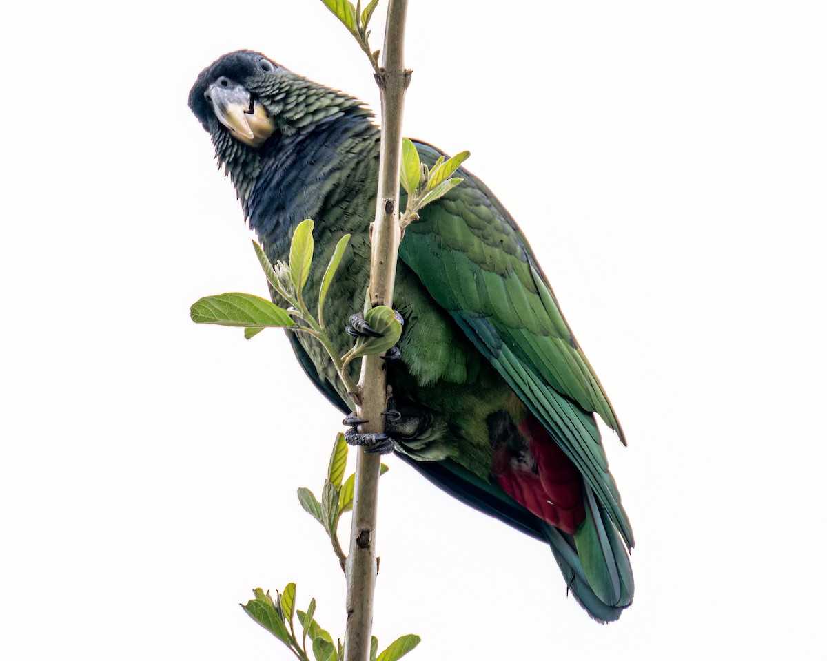 Scaly-headed Parrot - ML643630787