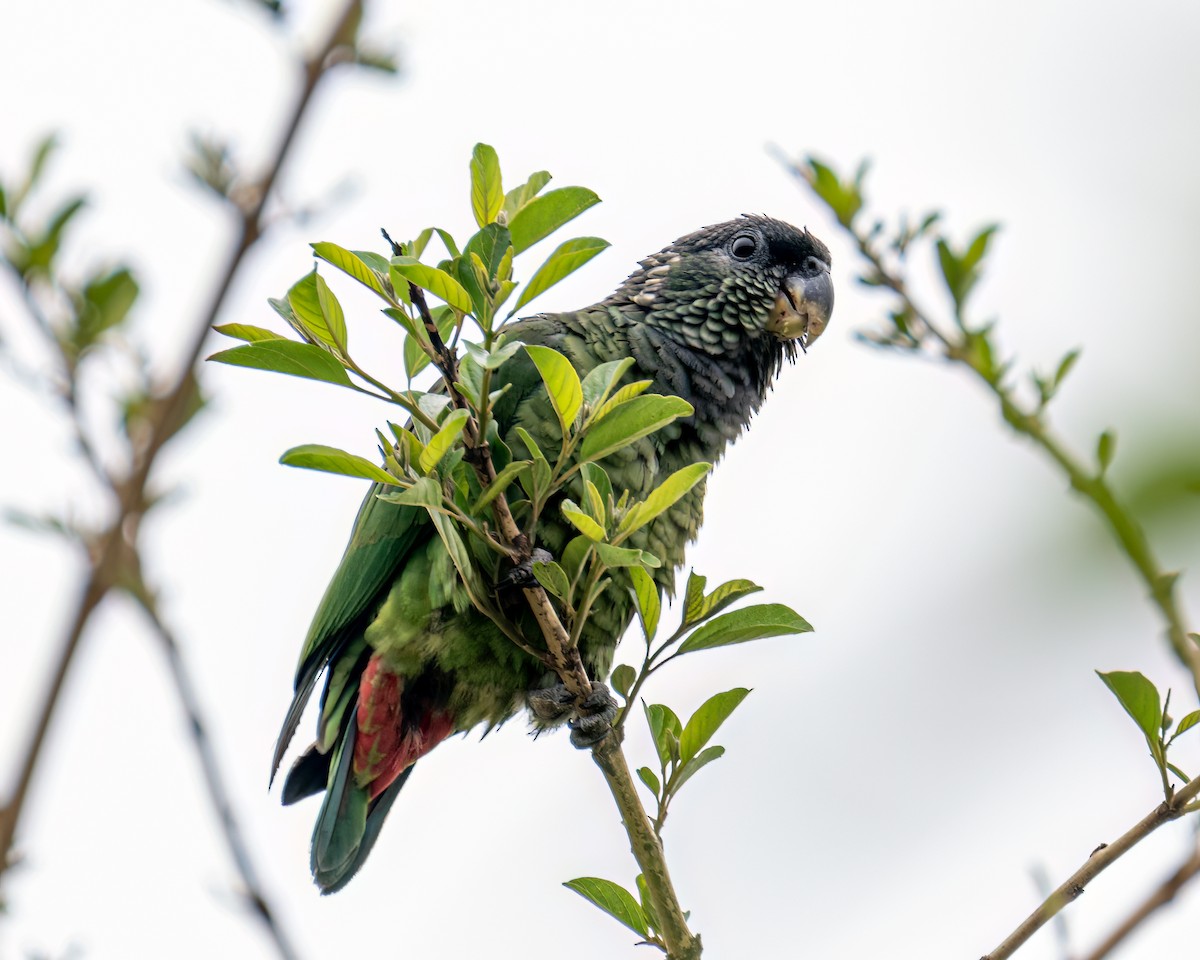 Scaly-headed Parrot - ML643630788