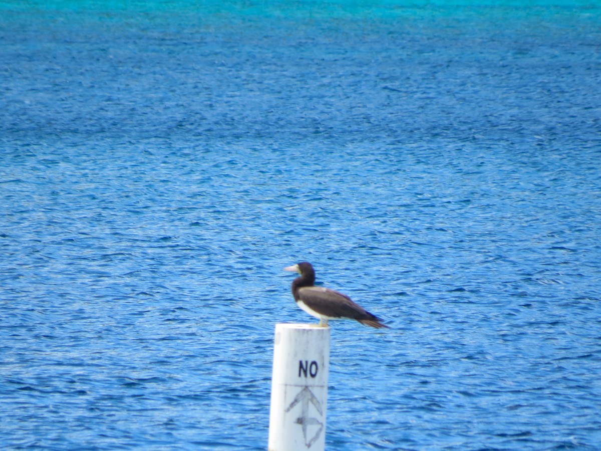 Brown Booby - ML643630814