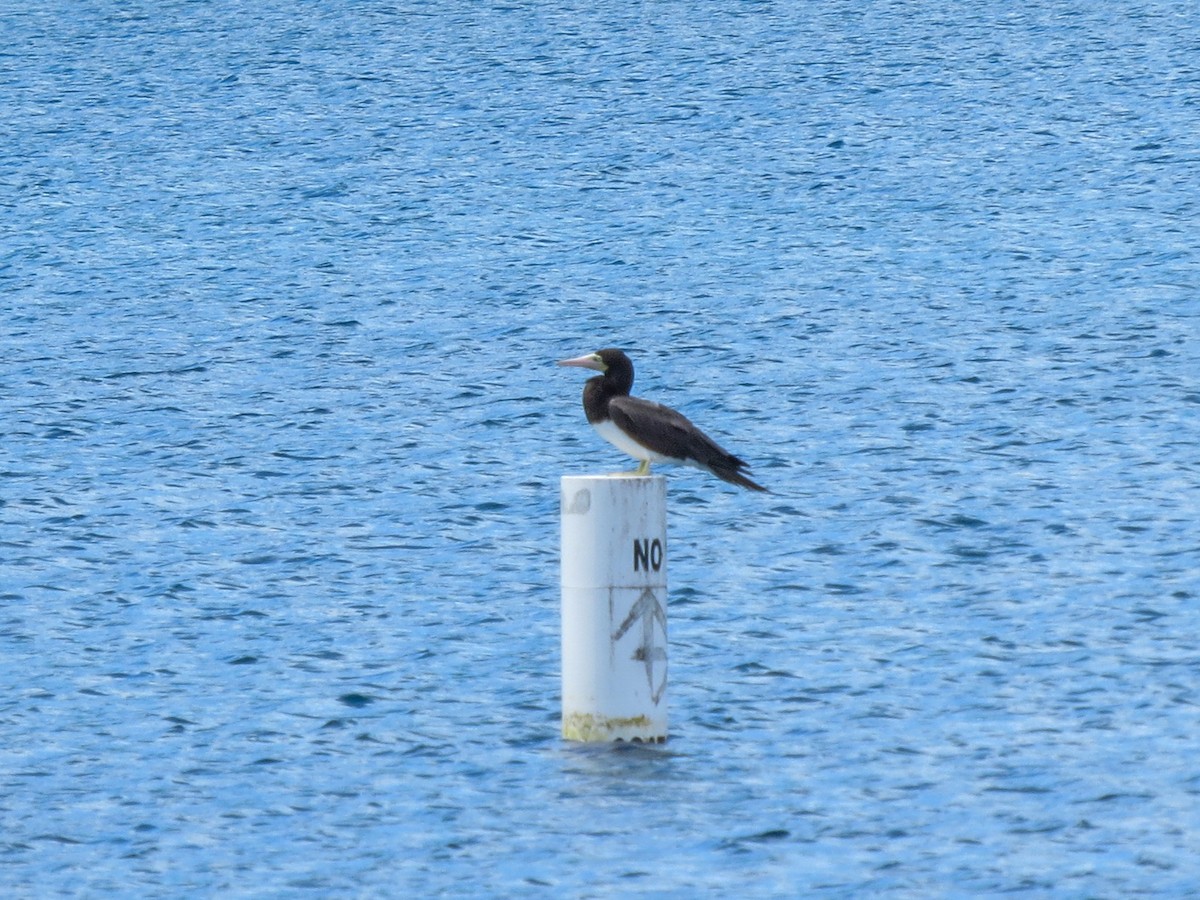 Brown Booby - ML643630815