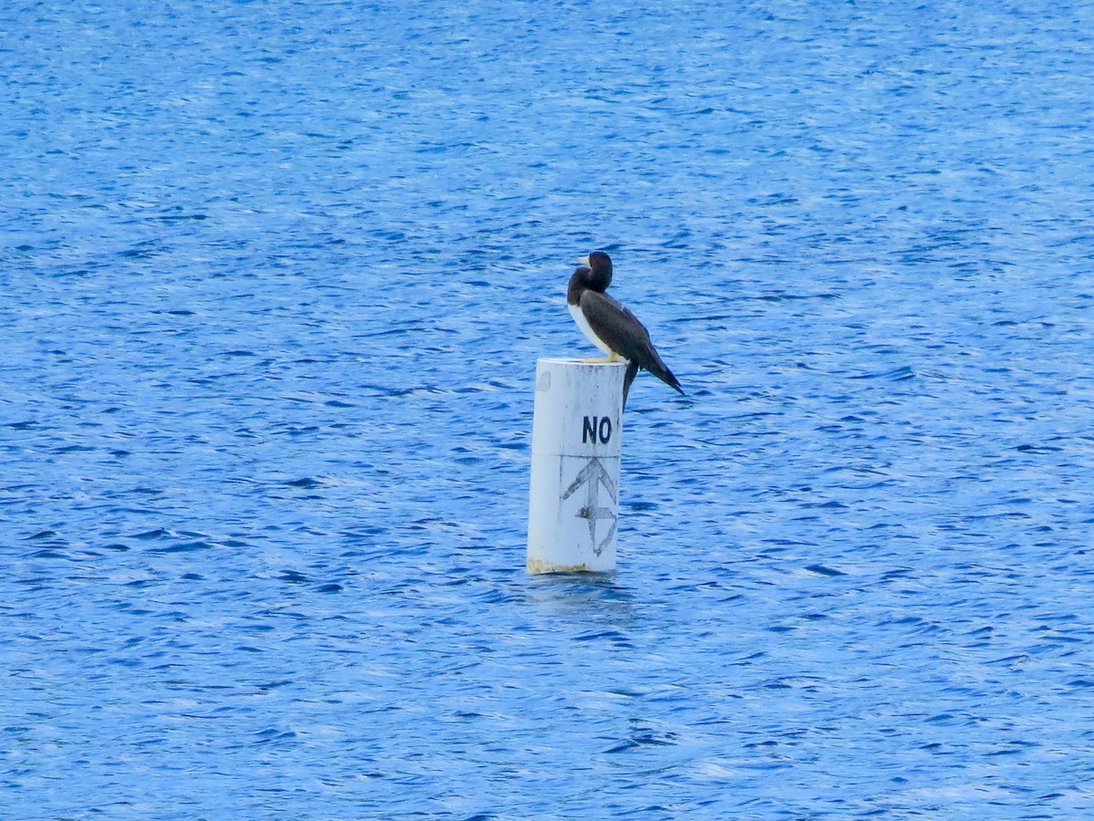 Brown Booby - ML643630816