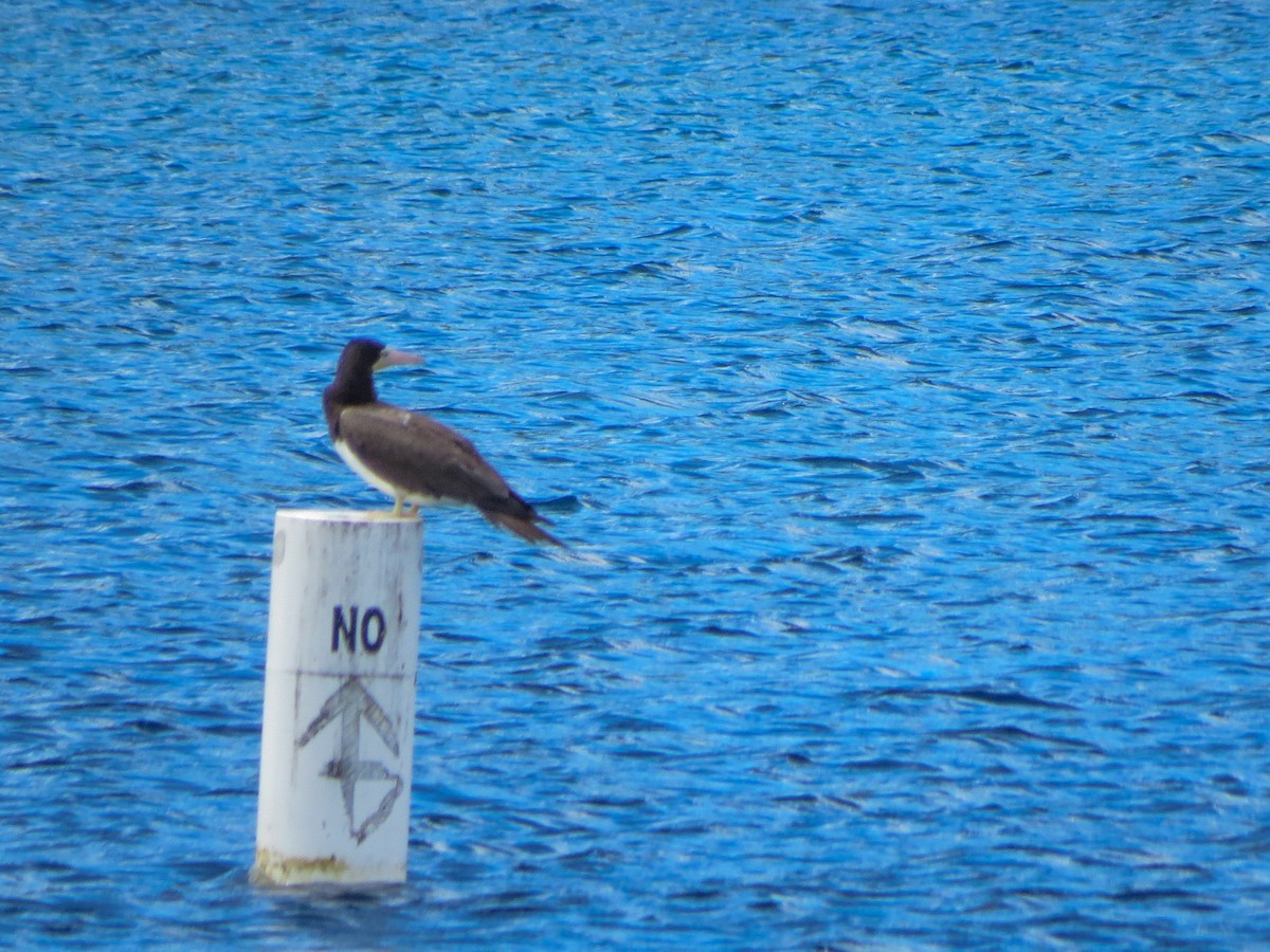 Brown Booby - ML643630817