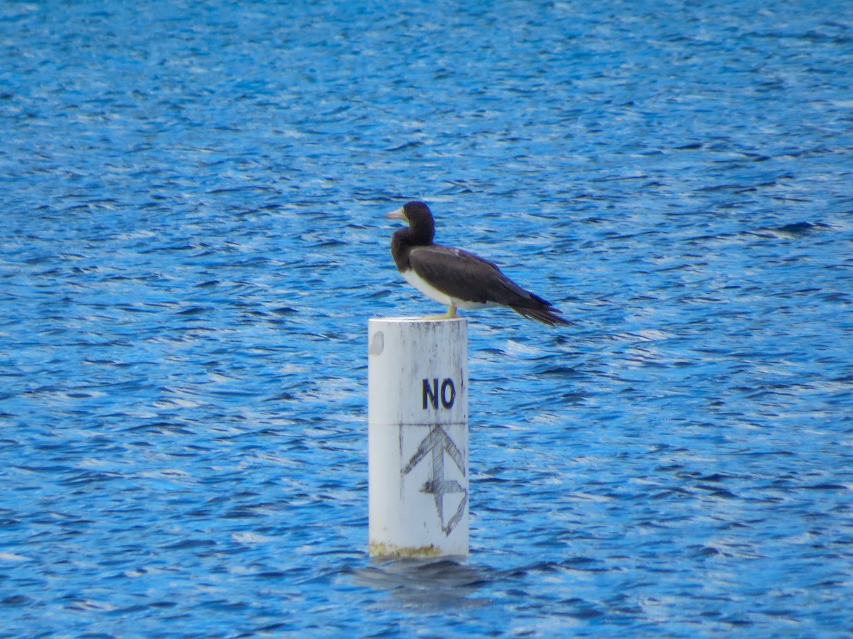 Brown Booby - ML643630818
