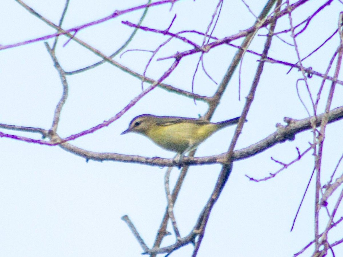 Philadelphia Vireo - ML643630823